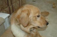 Positive trained dog